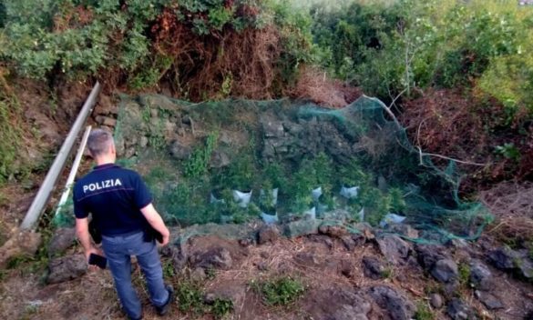 Piantagione di cannabis nascosta tra la vegetazione, arrestati due giovani ad Adrano