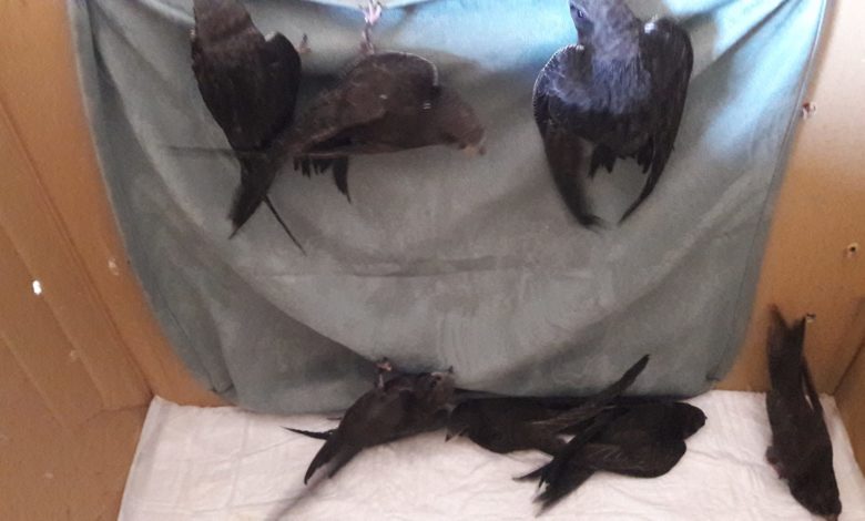 San Cataldo.  Seven swifts looked after by Lia Saporito took off, returning free to their natural habitat